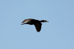 日差しを浴びて