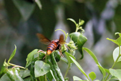 スズメ蜂のお尻-1