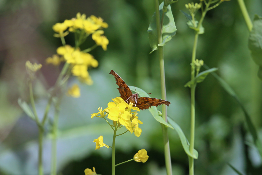 ツマグロ君こんにちは
