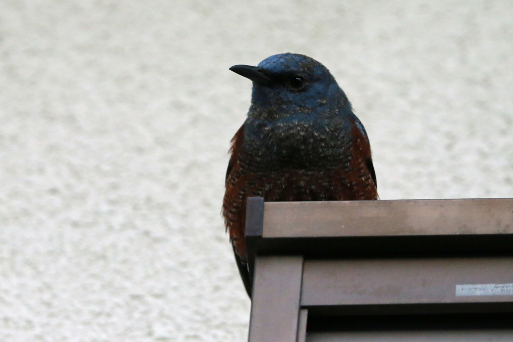 隣の家にイソヒヨドリその1