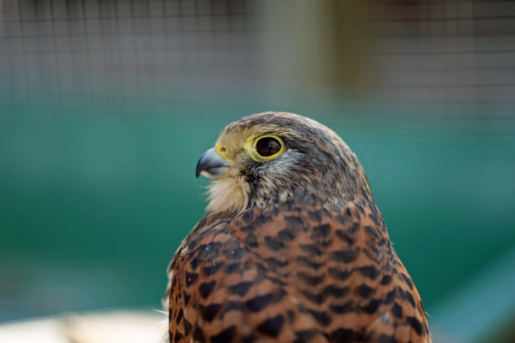 チョウゲンボウです
