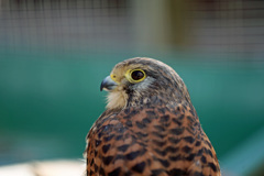 チョウゲンボウです