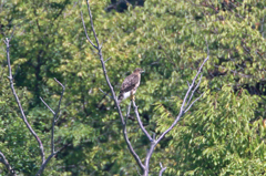 オオタカの幼鳥