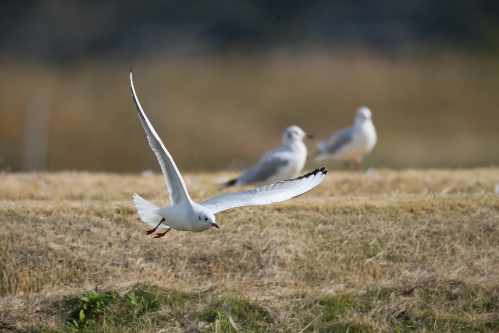 ユリカモメ飛び出しその2