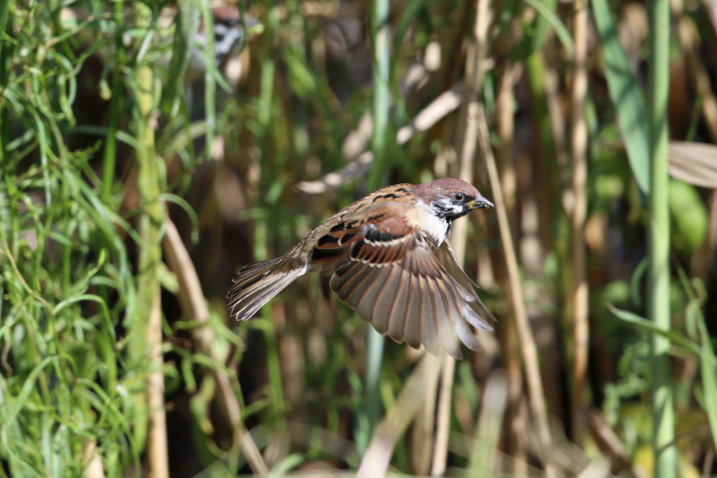 スズメホバリング