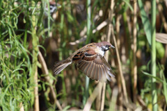 スズメホバリング