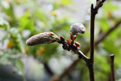 もうすぐ咲きます