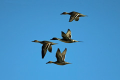 青空とオナガガモ