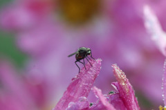 ピンクに染まる