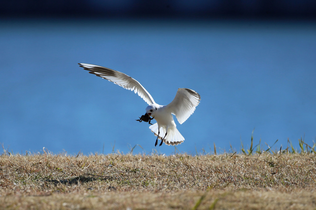 ズグロカモメ着地