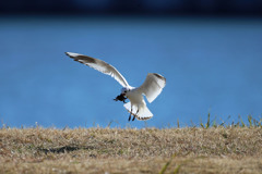 ズグロカモメ着地