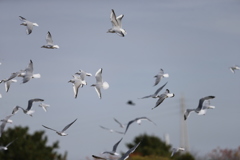 空一面ユリカモメ