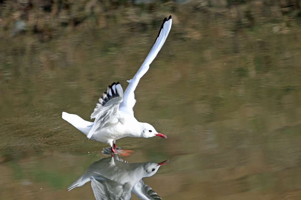 スケートしてる？