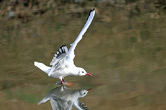 スケートしてる？