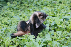 ポンタかポンコシリーズ-5