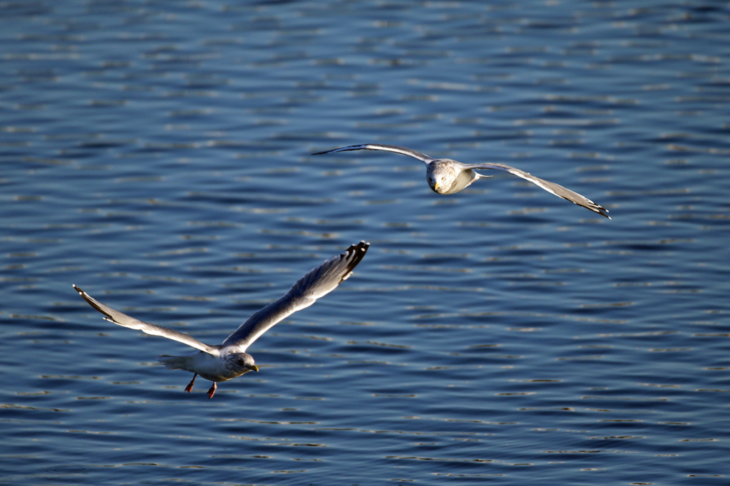 僕について来い