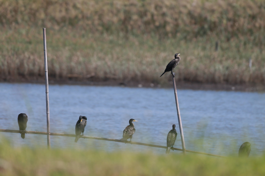 カワウシリーズ-2