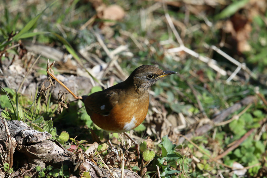 アカハラ定番写真