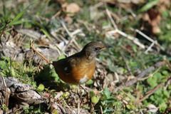 アカハラ定番写真