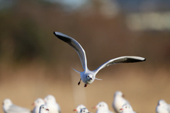 ユリカモメ低空飛行