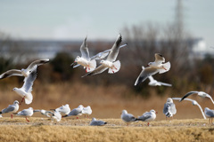 コマ送りに見えるかな？