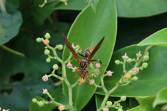 踏ん張ってます