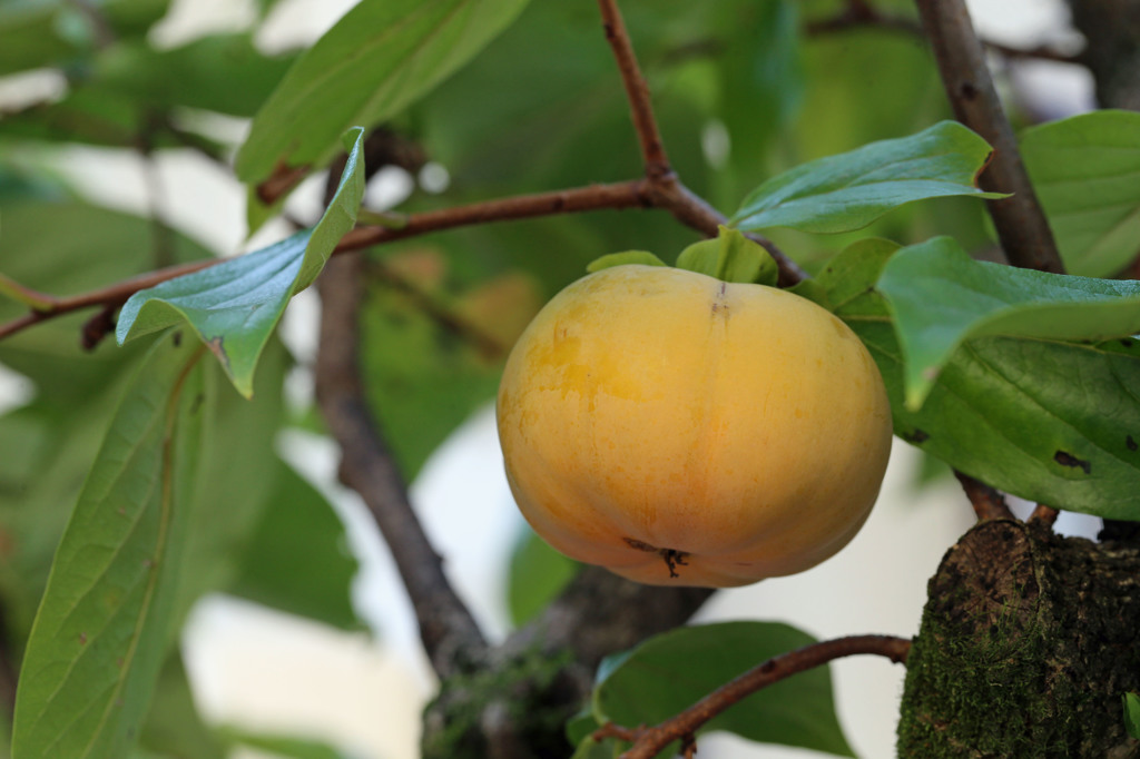 隣の客はよく柿食う客だ
