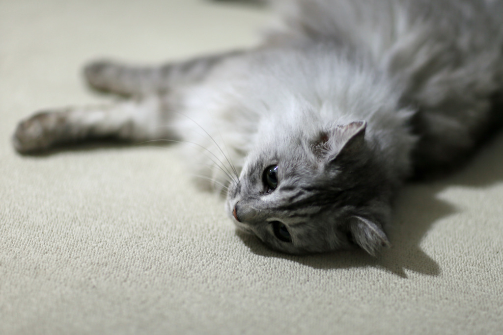 今日もあついにゃ～