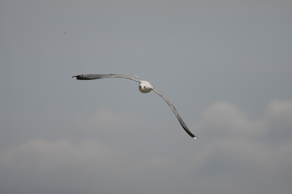 こっちにくるー2