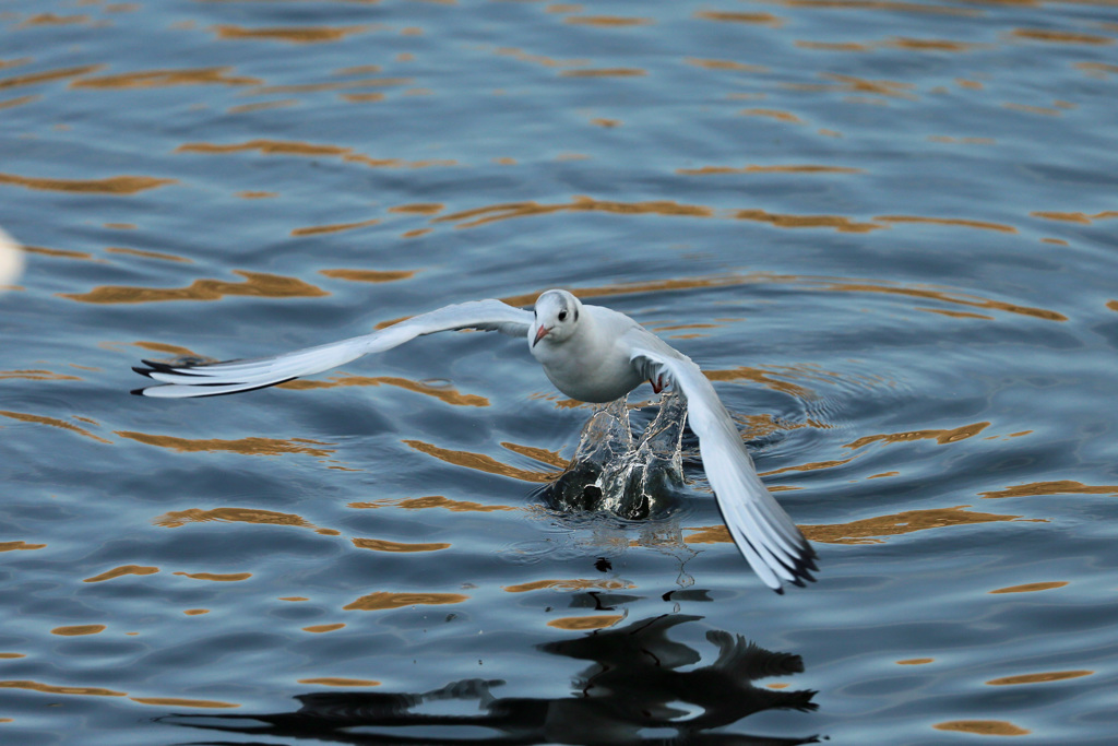 ユリカモメ水面飛び出し-1