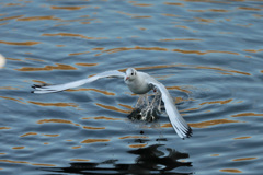ユリカモメ水面飛び出し-1