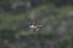 チュウシャクシギさん流し鳥