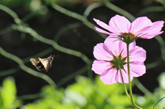 あと少しで秋桜よ