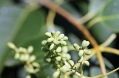 木の実美味しそう