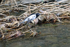 ハクセキレイ飛行中-3