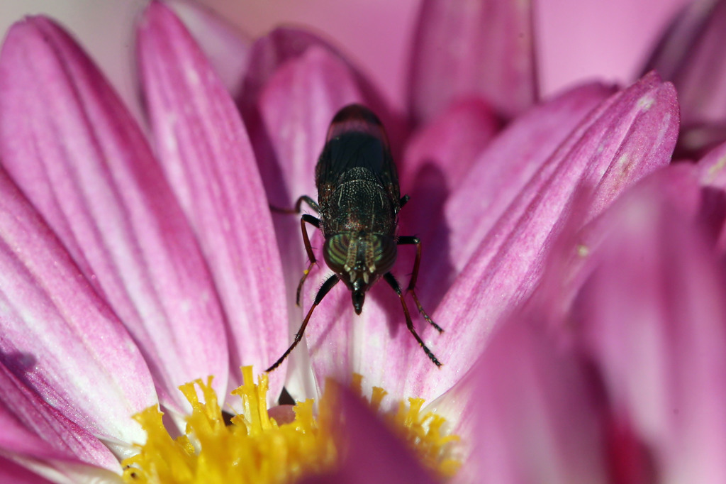 前足踏ん張ってます