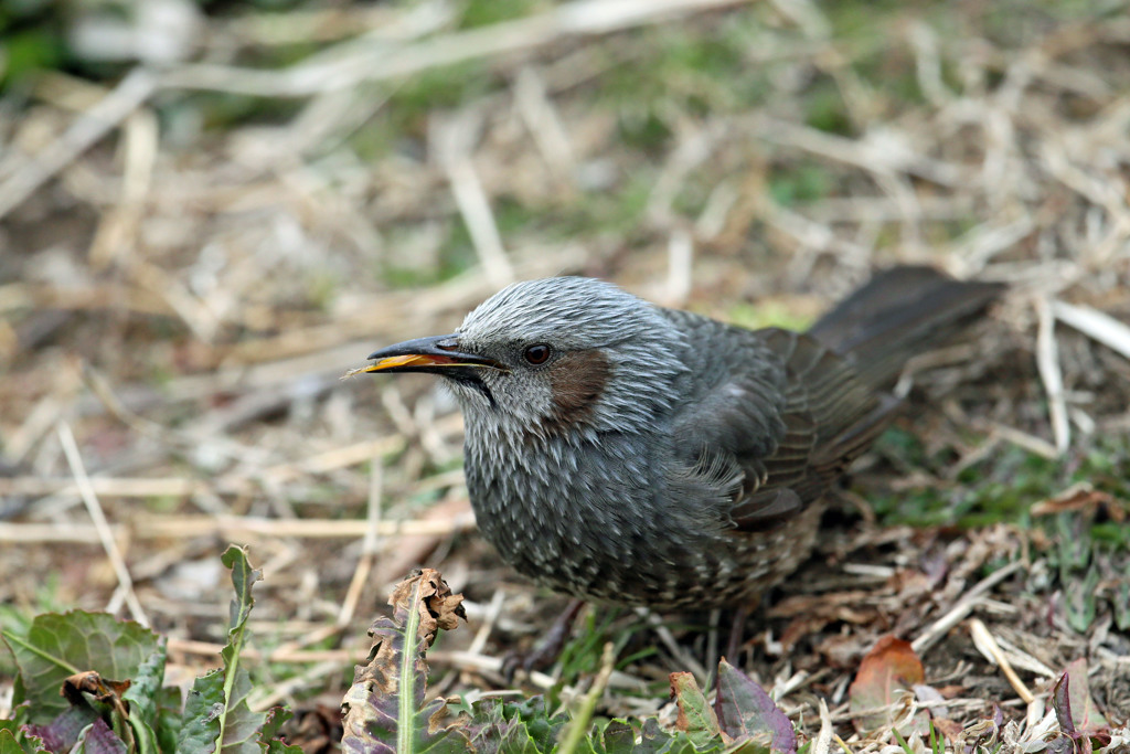 ヒヨドリの舌その1