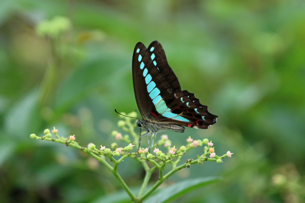 アオスジアゲハ