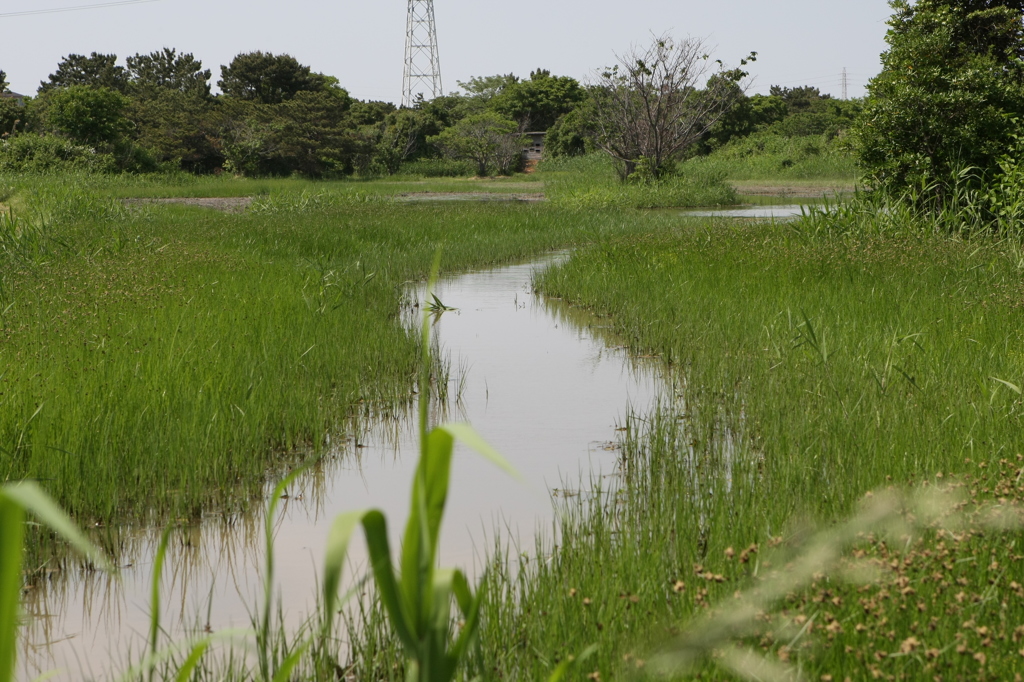 もうすぐ夏かな？