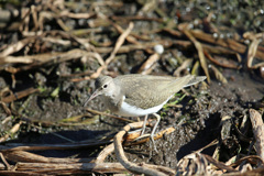 イソシギ図鑑写真