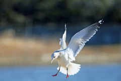 セグロカモメが部位