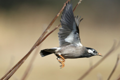 ムクドリ飛び出し