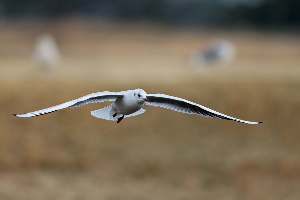 正面シリーズ-4