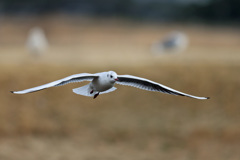 正面シリーズ-4