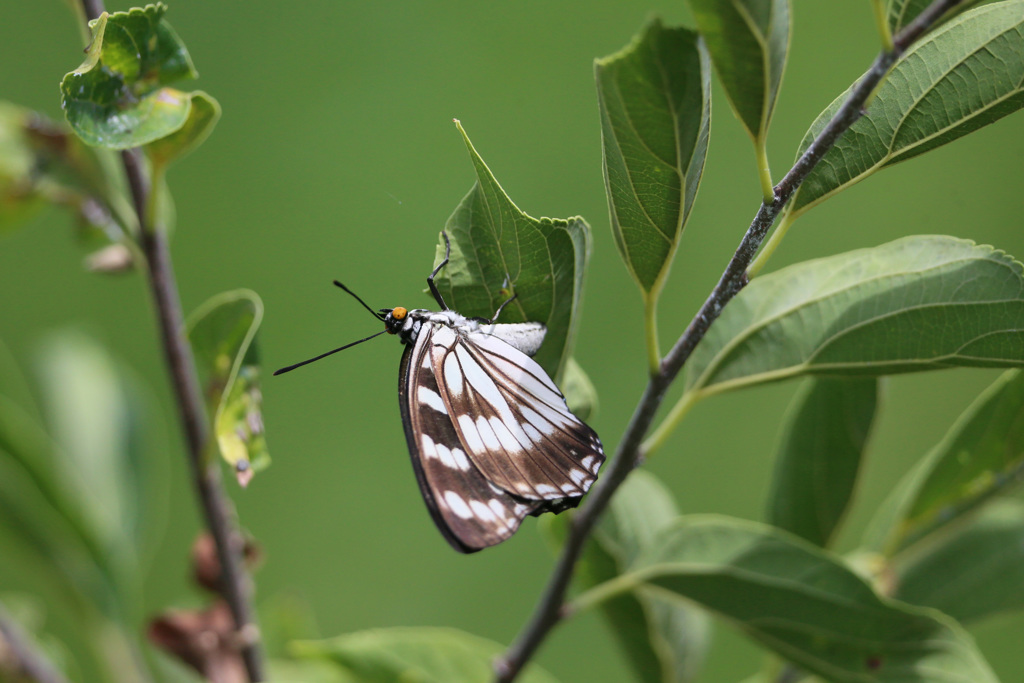 ゴマダラチョウ