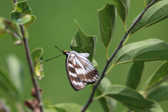 ゴマダラチョウ