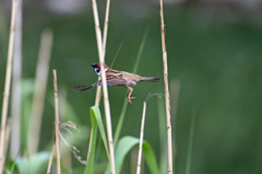 足にピントバッチリ