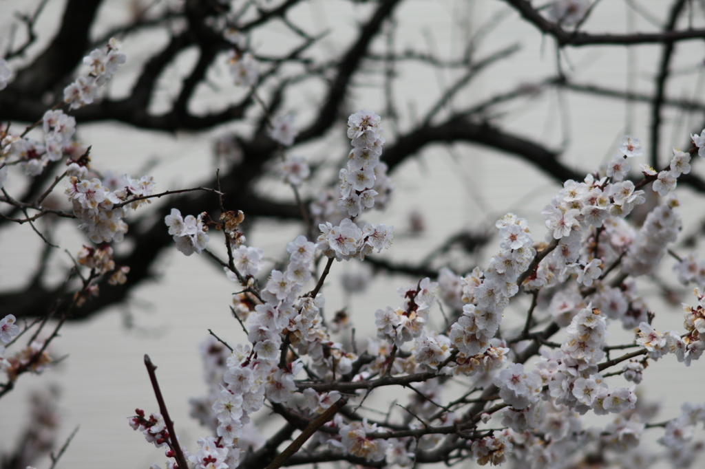 隣の家梅満開-2