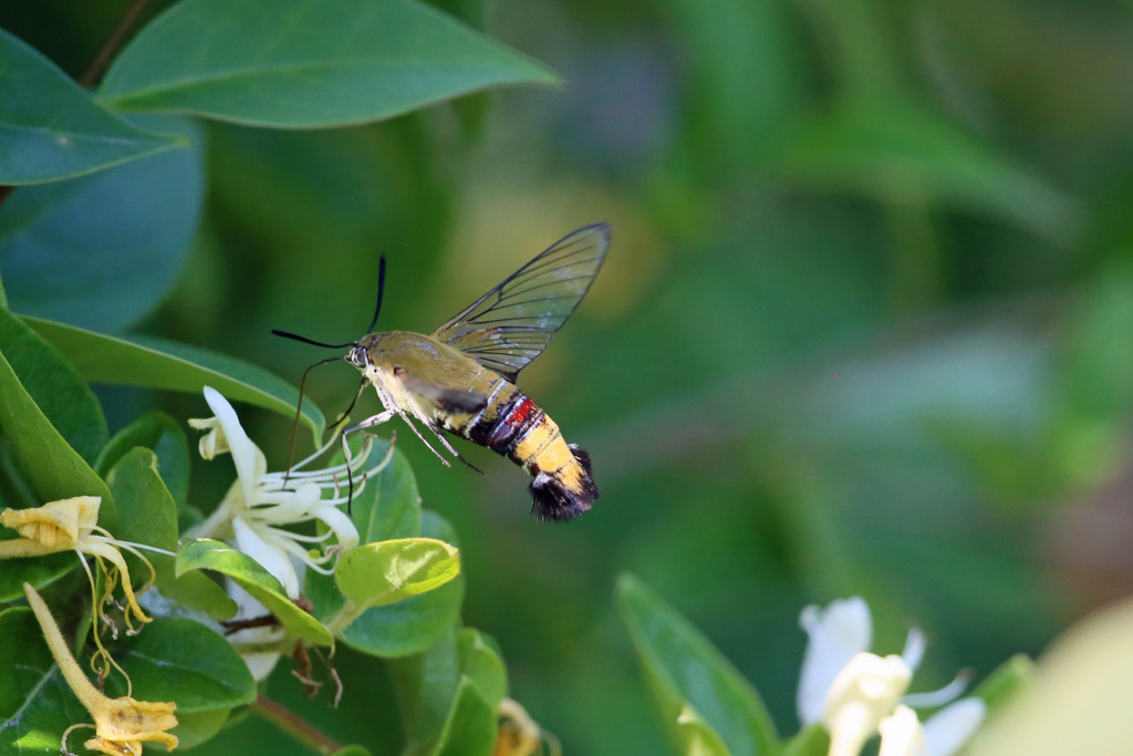 ホウジャクさん