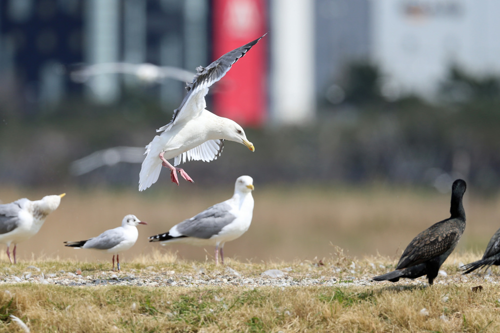 カワウさん知らぬふり